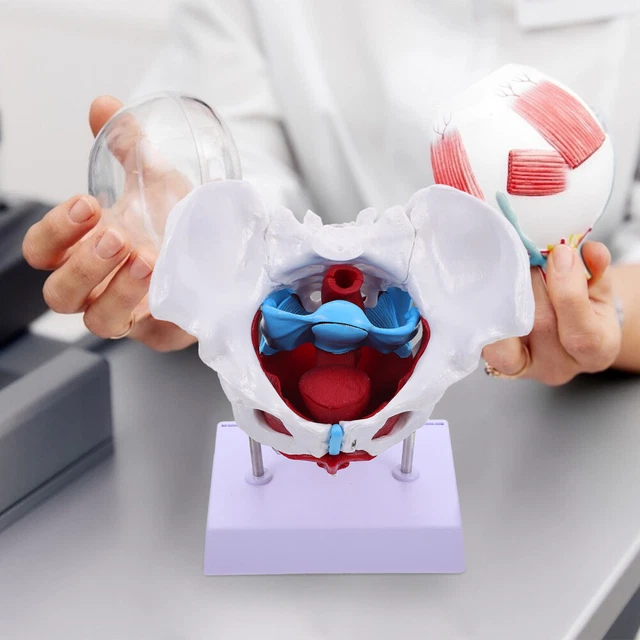 Modello Di Anatomia 'Organo Animale 4D Intelligenza Del