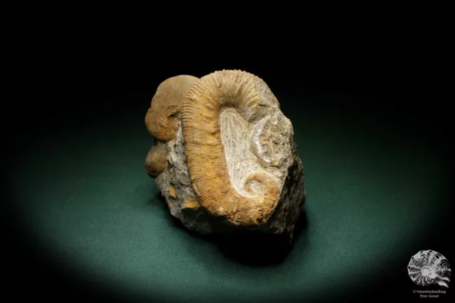 Acrioceras tabarelli Marokko Ammonit Unterkreide Fossil Ancyloceratidae Deko