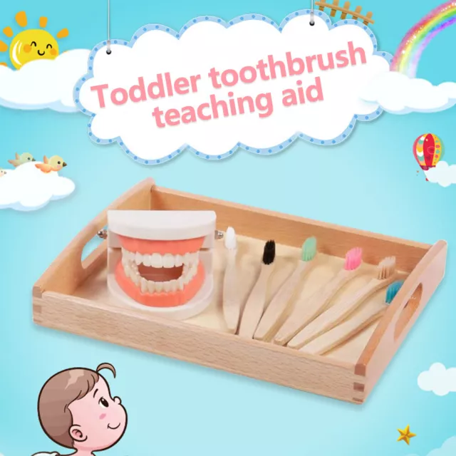 Spazzolarsi i denti ausili didattici pratica giocattolo educativo Montessori (modello dente)