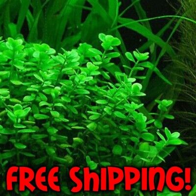 ✅*Buy2Get1 Free 12 Stems Bacopa Monnieri (Moneywort) Easy Live Aquarium Plant✅