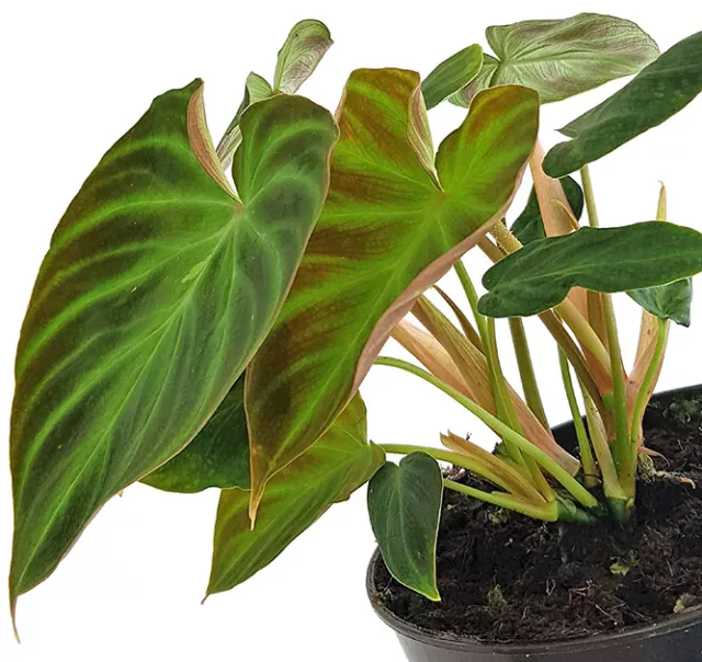 Philodendron Verrucosum - seltener Baumfreund - Ø 15 cm Topf - Zimmerpflanze