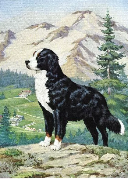 Bernese Mountain Dog - CUSTOM MATTED - Vintage Color Art Print