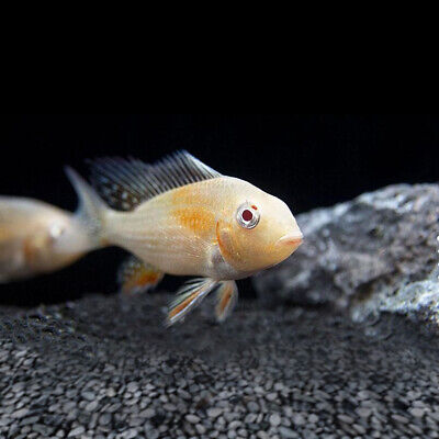 Albino Threadfin Acara - Acarichthys heckelii ‘albino - Live Fish (1.5" - 2")