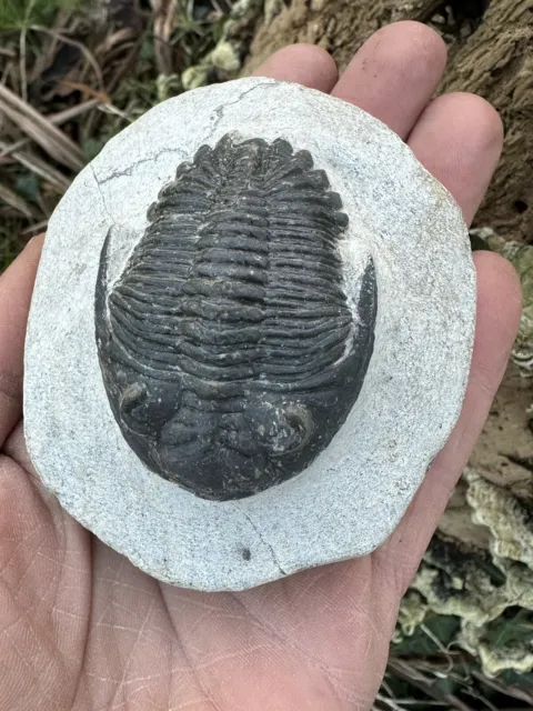 Hollardops Trilobite Fossil. Middle Devonian. Alnif, Morocco