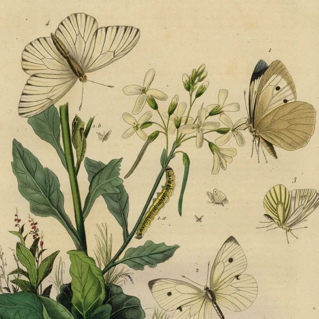 Décoration Piéride Papillon - Gravure aquarelle originale XIXe