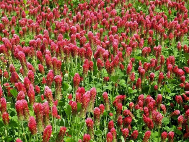 CRIMSON CLOVER 150 seeds BEE + BENEFICIAL BUG ATTRACTING red flower GREEN MANURE