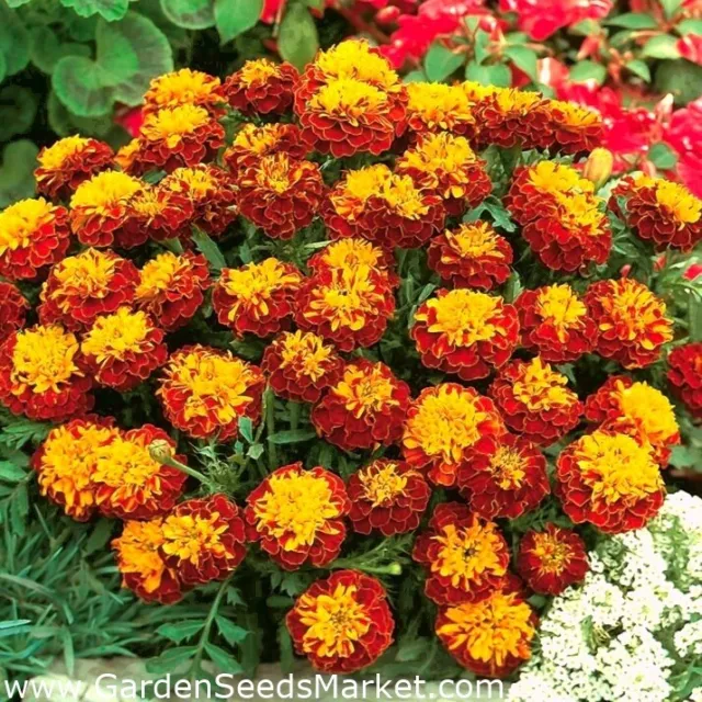 30 semillas frescas de clavel del moro orange flame o tagetes patula nana.