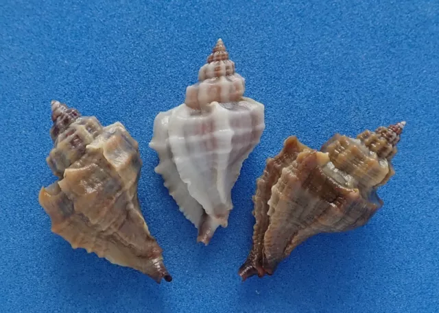 Coquillage de collection: Ocenebra inornata AO (x3) (Muricidae, France) Seashell
