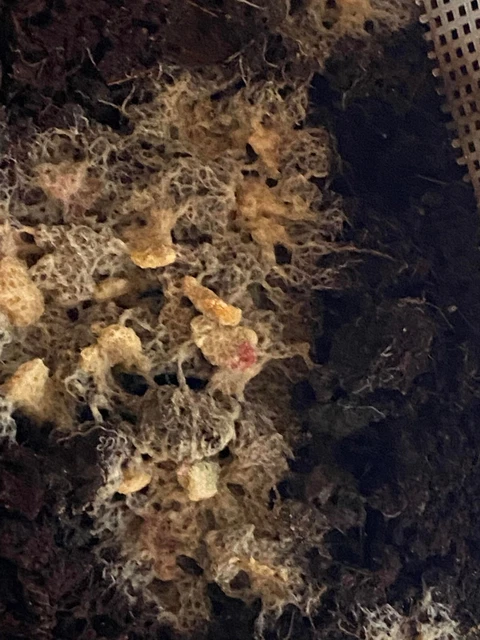 4 oz  Grindal worms Starter culture  if you buy two I'll give you one for free