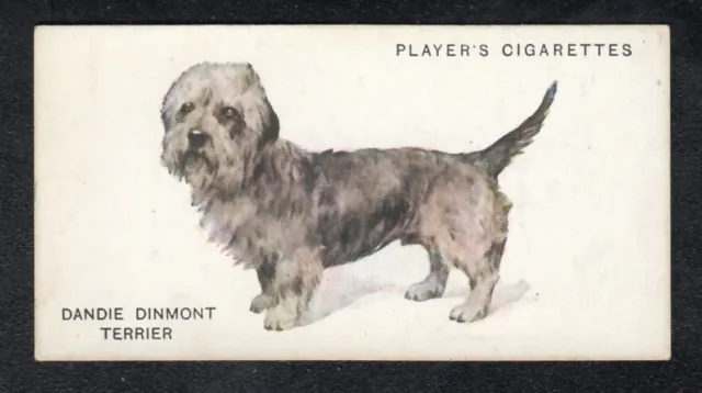 DANDIE DINMONT TERRIER Vintage 1931 Arthur Wardle Dog Painting Card