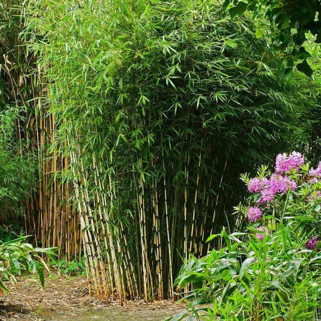 Fargesia robusta 'Campbell' - Bambou plein soleil non-envahissant 2