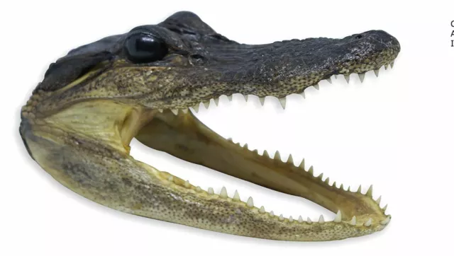 Lg  5" Genuine Alligator Head Skull Taxidermy Real Teeth Jaw Reptile Swamp Gator