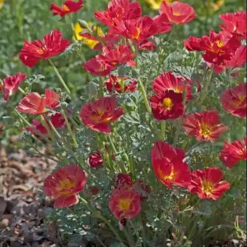 Papavero Della California Bush Fire 300/600 Semi -  Eschscholtzia Californica