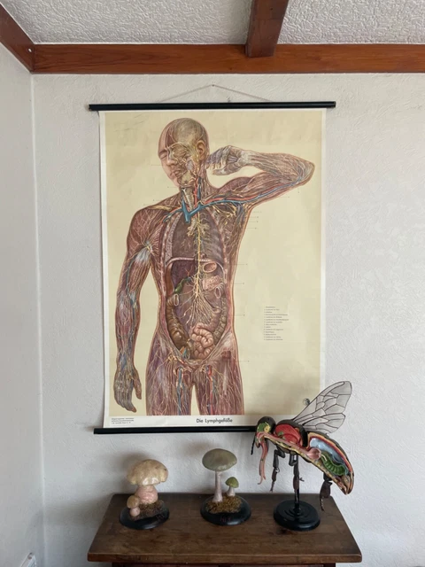 VINTAGE MEDICAL SCHOOL CHART of the LYMPHATIC SYSTEM educational ...