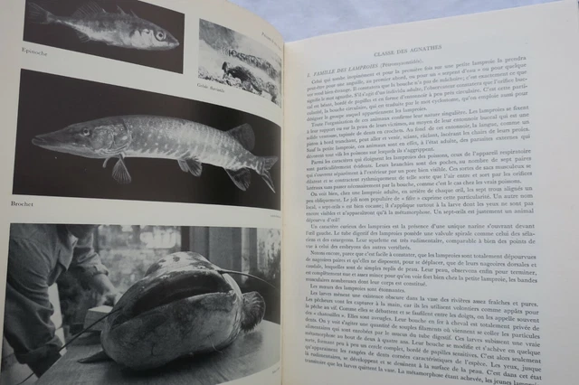 Techniques de pêche des poissons d'eau douce