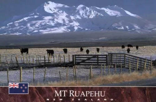 Ansichtskarte: Vulkan Mount Ruapehu und Kühe, Tongariro National Park,Neuseeland