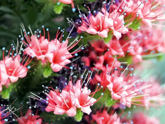 25 TOUR DE BIJOUX graines de fleurs colibri rouge lugloss Echium Wildpretii rubis 3