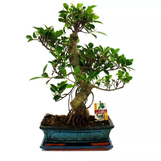 Exotenherz - Bonsai Chinesischer Feigenbaum - Ficus retusa - ca. 12-15 Jahre