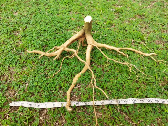 Driftwood Fish Tank Aquarium Landscape Deco Natural Wood Tree Trunk Decoration