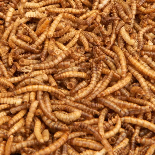 Dried Mealworms 5L -Premium Quality Wild Bird Food Reptile Hedgehog Koi Chicken