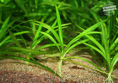 Echinodorus Magdalenensis Bare Root Swords Foreground Live Aquarium Plants