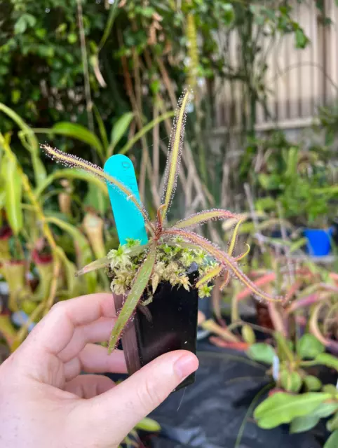 Sundew, Drosera Adelae | Nepenthes Companion | Tropical Exotic Carnivorous Plant