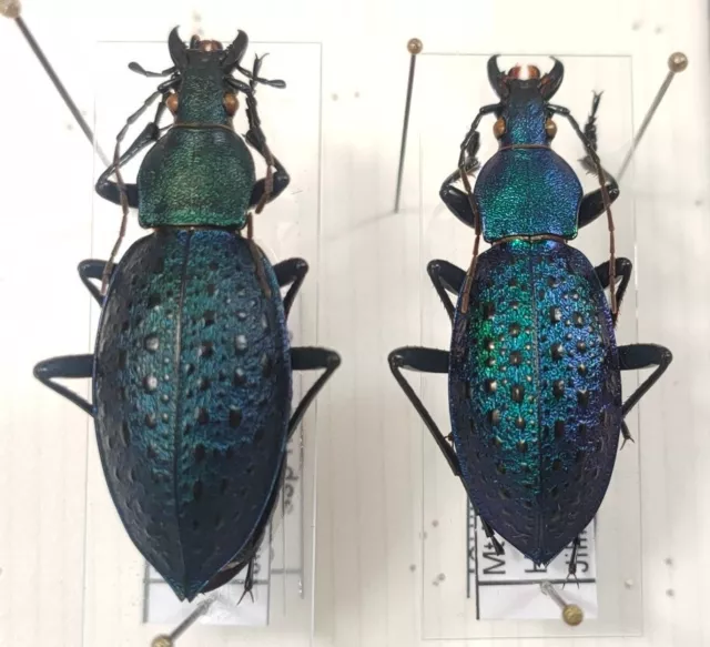 couple Carabus Coptolabrus smaragdinus ssp husensis Chine var. verte
