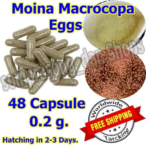 R1 Eggs Moina Macrocopa High Protein Food For Betta Killifish Guppy Fish tank48x