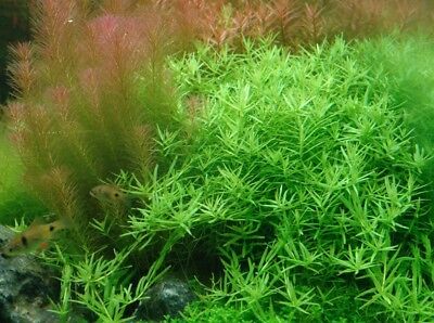 3 Stems rotala sp green live aquarium plants rare! Extremely beautiful FREE S/H