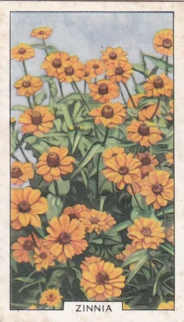 Gallaher Cigarette Card - Garden Flowers 1938 -  4 Zinnia