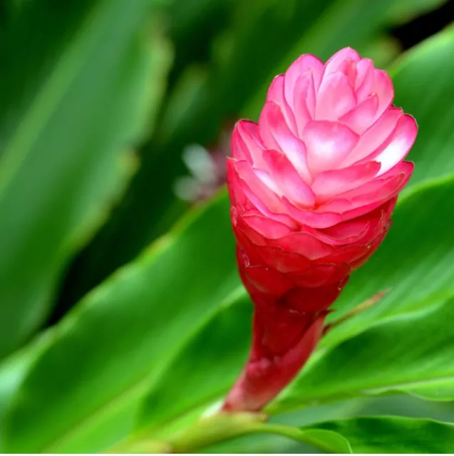 Hot Pink Ginger - Alpinia purpurata - Live Plant