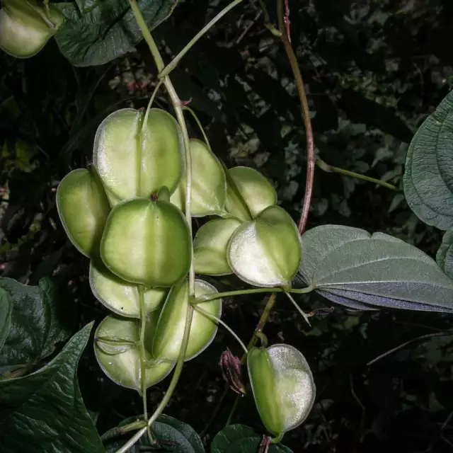 WILD YAM wurzelgetrocknet BIO Bulk Kraut, Dioscorea villosa Radix 3