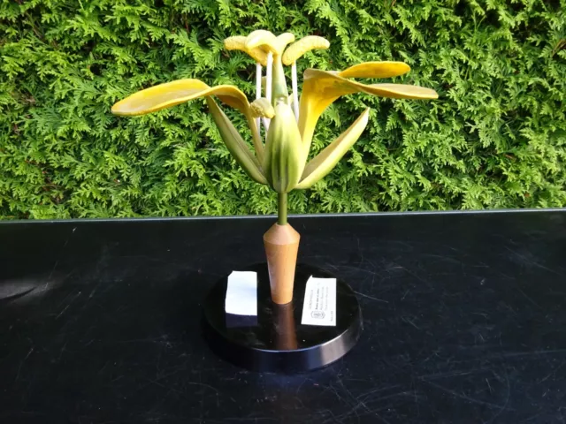 Altes Modell Raps Blüte