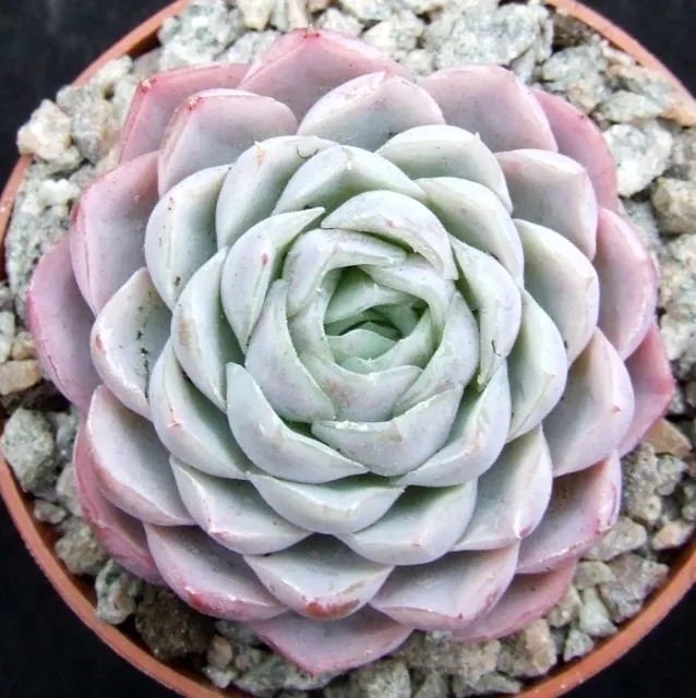 Echeveria 'Zonnestraal' 5.2cm choice Dutch hybrid collectors succulent / cactus