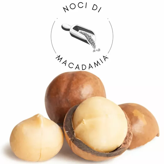 Noix de Macadamia En Coque Grillées Gravées 3kg Fruits Secs Déshydratées Naturel