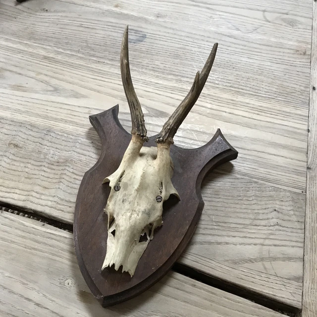 MASSACRE DE DAIM écusson, trophée de chasse, taxidermie, cabinet de curiosités EUR 120,00 MASSACRE DE DAIM écusson, trophée de chasse, taxidermie, cabinet de curiosités EUR 120,00