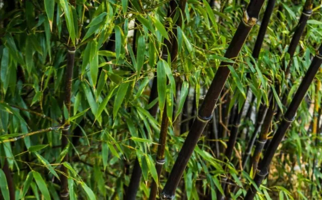 Phyllostachys Nigra (Black Bamboo) | 500 Fresh plant seeds