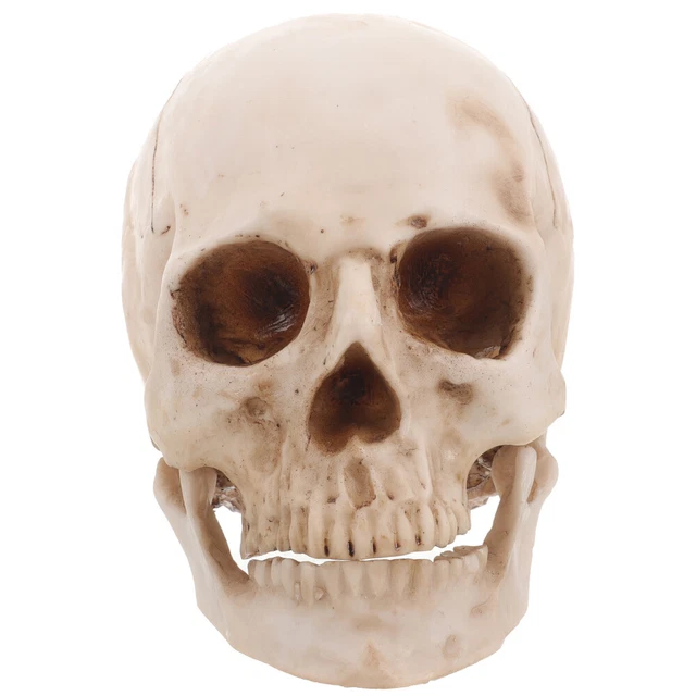 Man Resin Human Skeleton Model Medical Teaching Lifesize 1: Skull
