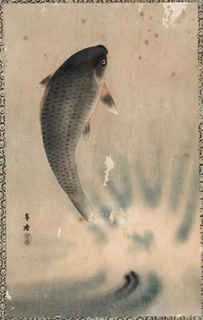 Antique Japanese Watercolour Painting - Study Of A Carp - 19th Century
