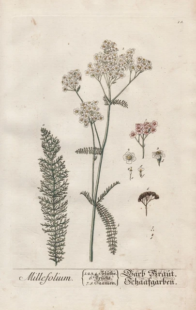 Millefolium Milenrama Yarrow Botánica Botany Blackwell Kräuterbuch Grabado