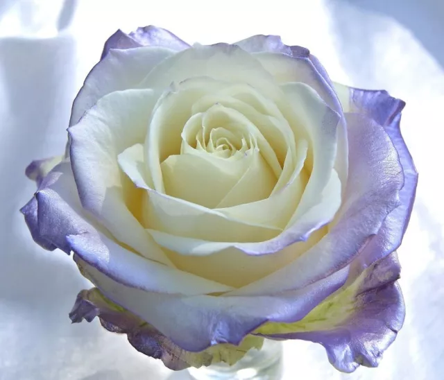 Blue Lavender & White Rose Seeds - Garden Plant Flower - Viable Seeds - UK