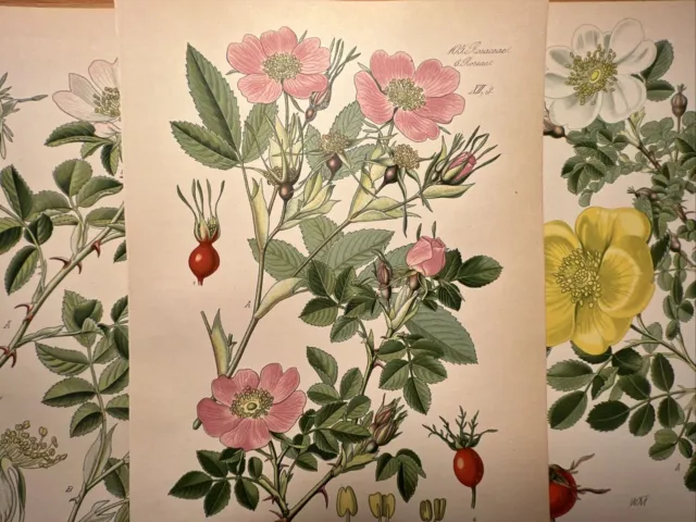 1886 Illustrazione antica Cromolitografia Flora Botanica Fiore Pianta Libro RARO