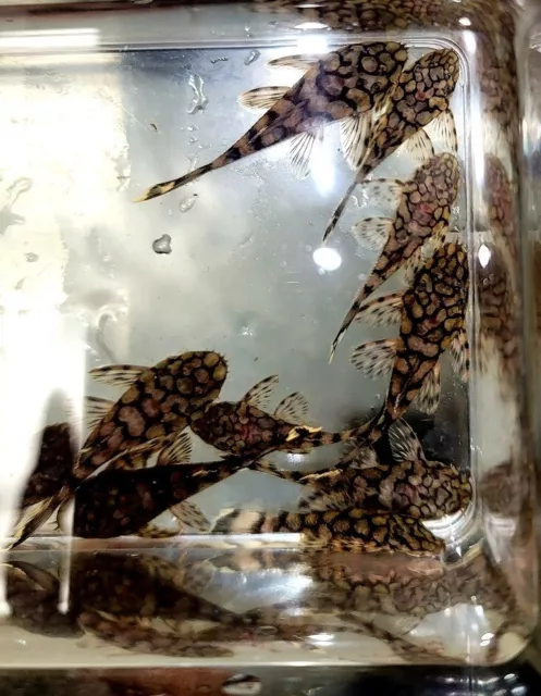 Sale-Ancistrus sp. Rio Itenez Bristlenose Pleco L519 1.50~ Inches