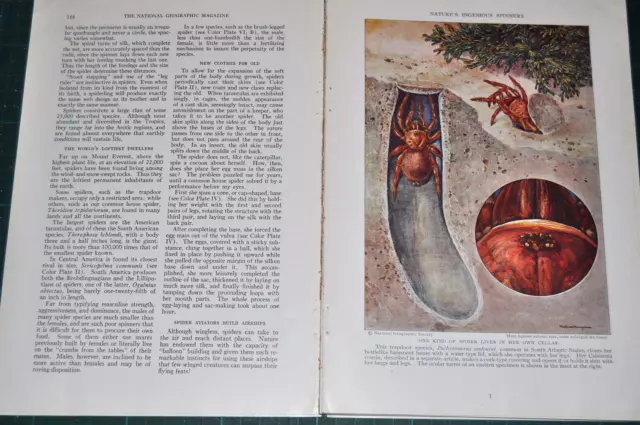 1933 SPIDERS magazine articles, trapdoor etc, lots of info & photos, color art