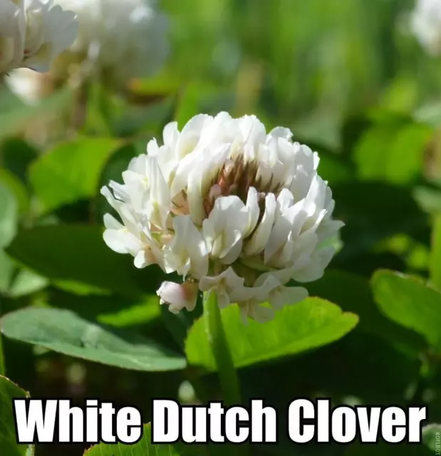 SeedRanch White Dutch Clover Seed (Non-GMO) Coated and Inoculated
