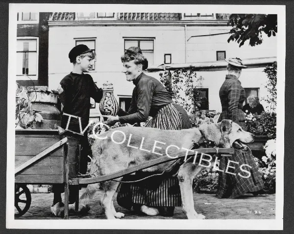 8x10 Photo~ A DOG OF FLANDERS ~1959 ~David Ladd w dog pull cart ~Dutch shoes ~CS