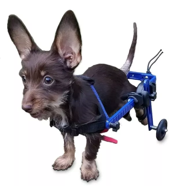 Dog Wheelchair - XS for Mini/Toy Breeds 2-10 Pounds - Veterinarian Approved