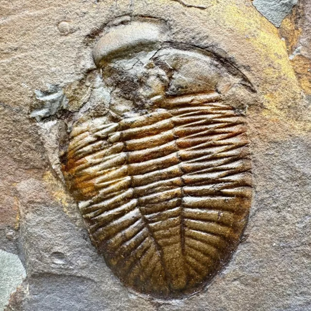 Fossil ogyginus trilobite | llanvirn series, ordovician | upper gilwern quarry, 2