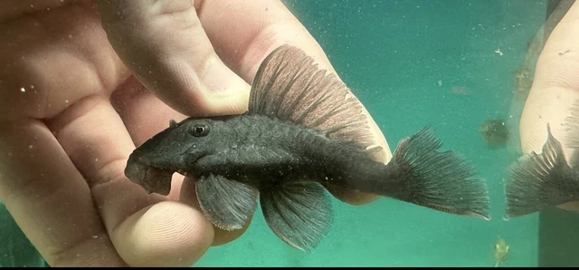 L239 Blue Panaque Pleco 3”-Live Freshwater Tropical Aquarium Fish