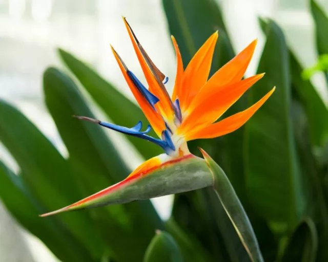 Strelitzia Reginae Flower Seeds Sterilize Bird Of Paradise Seeds